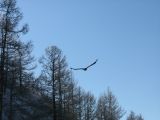 Foto: Suņu pajūgā pa caursalušu upi